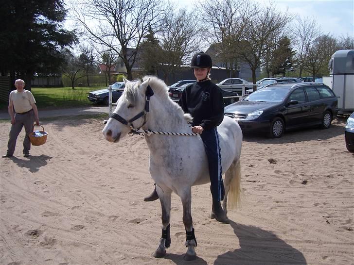 Welsh Pony (sec B) Nørgaardens Nico-SOLGT billede 7