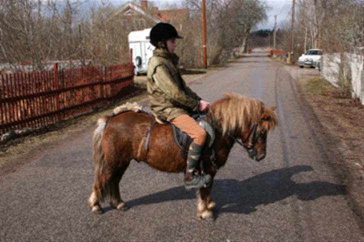 Shetlænder Kimmi billede 5