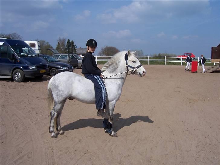 Welsh Pony (sec B) Nørgaardens Nico-SOLGT billede 8