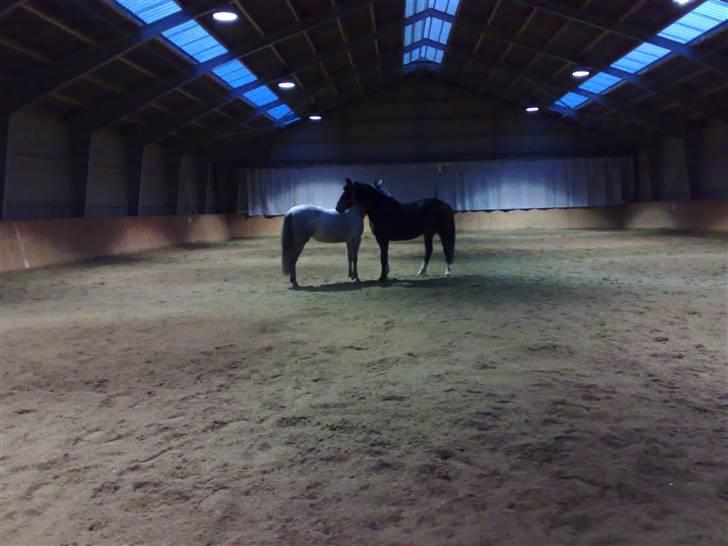 Dansk Varmblod Heslegård's Ludvig - Franqueza og Ludvig i hyggestund. *s* billede 13