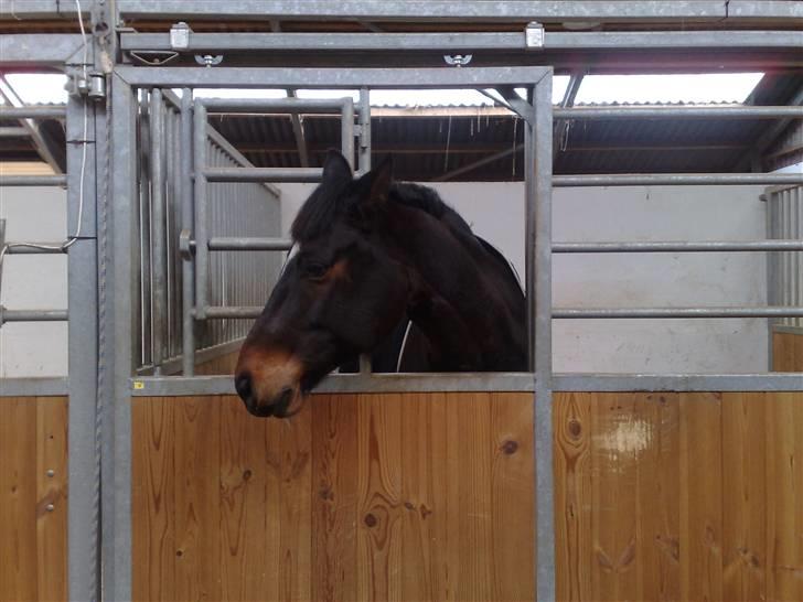 Dansk Varmblod Heslegård's Ludvig billede 14