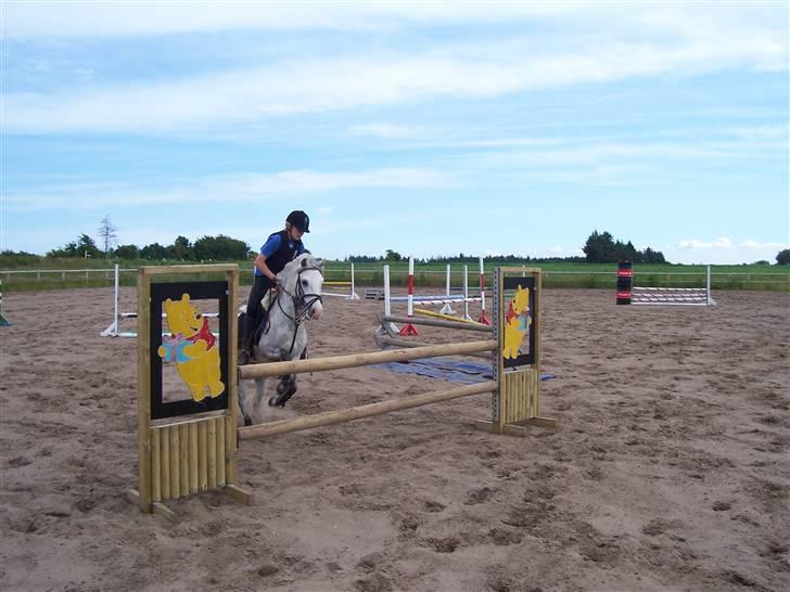 Welsh Pony (sec B) Nørgaardens Nico-SOLGT billede 10