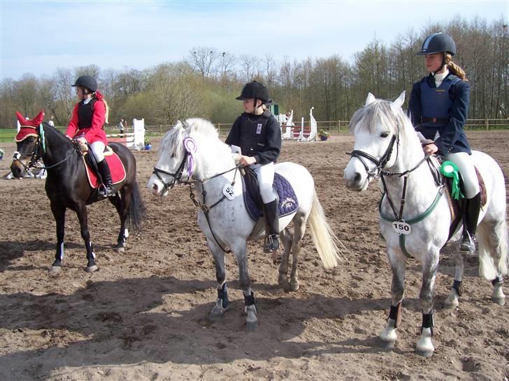 Welsh Pony (sec B) Nørgaardens Nico-SOLGT billede 11