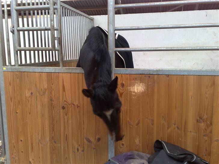 Dansk Varmblod Heslegård's Ludvig - "Hey, hvad mon der gemmer sig under mine dækkener?" *s* billede 15