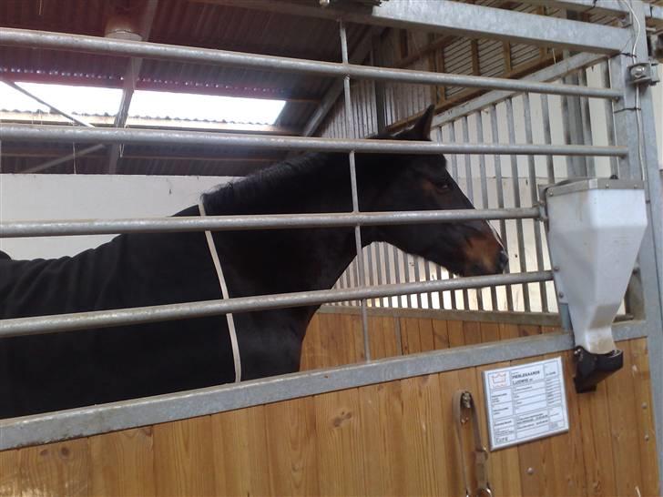 Dansk Varmblod Heslegård's Ludvig billede 16