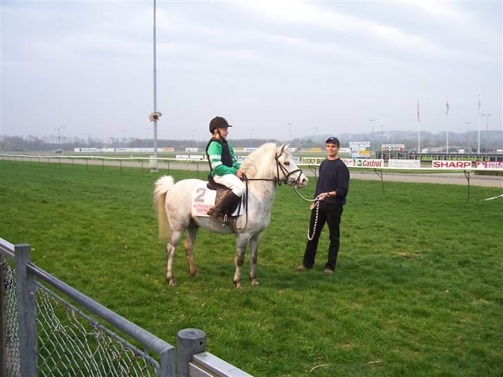 Welsh Pony (sec B) Nørgaardens Nico-SOLGT billede 12