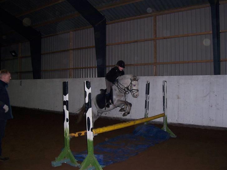 Welsh Pony (sec B) Nørgaardens Nico-SOLGT billede 13