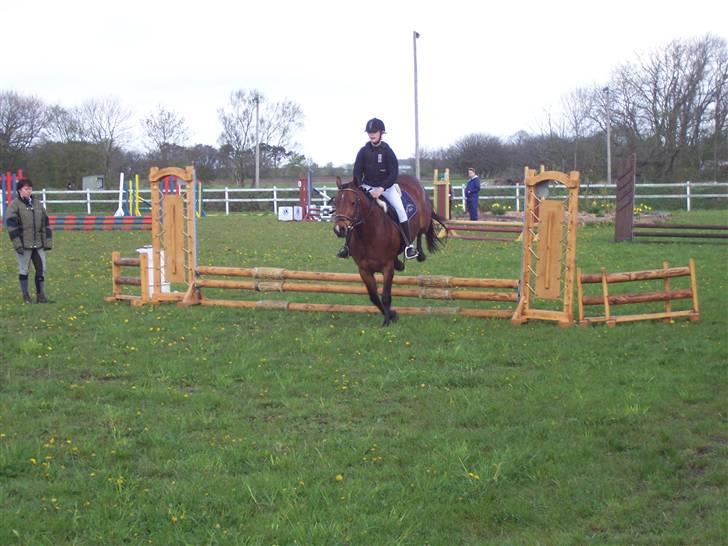 Connemara Enghøjs Sandy Touch-SAVNET - LD i uggerhalne da den bette var blåt 4 år gammel  billede 11