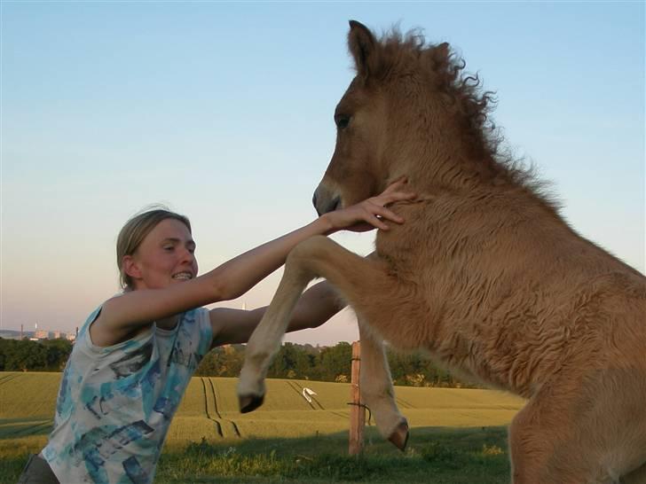 Islænder Asi fra Troldskov ( Solgt ) billede 13