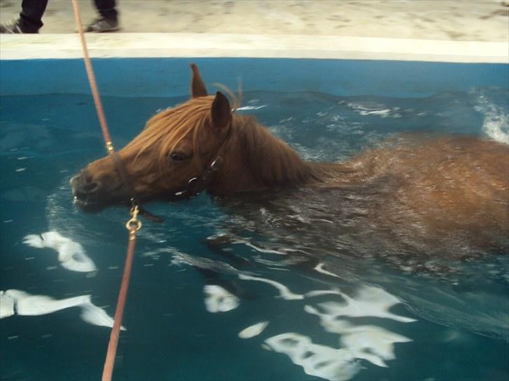 Anden særlig race MJ Mille SOLGT! - svømning af Mille d 5/4-2010 (fotograf : Jeg selv) billede 13