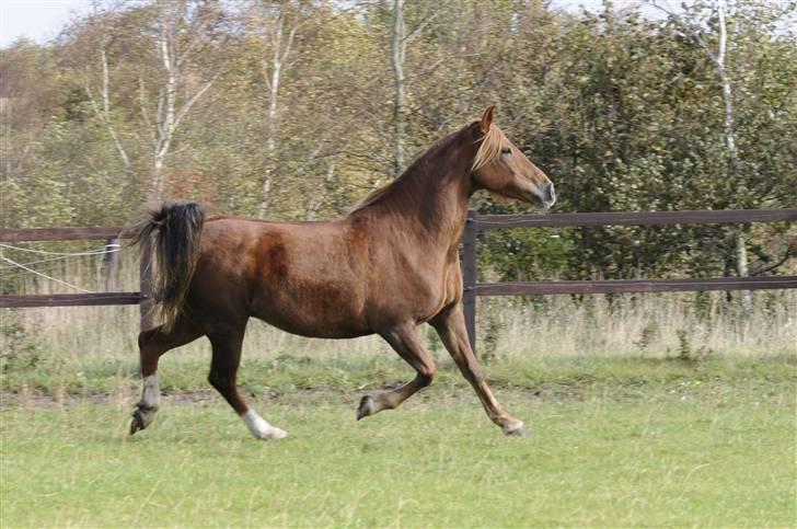 Anden særlig race MJ Mille SOLGT! - Fotograf : StarPhoto.dk d. 04.10.09 billede 14