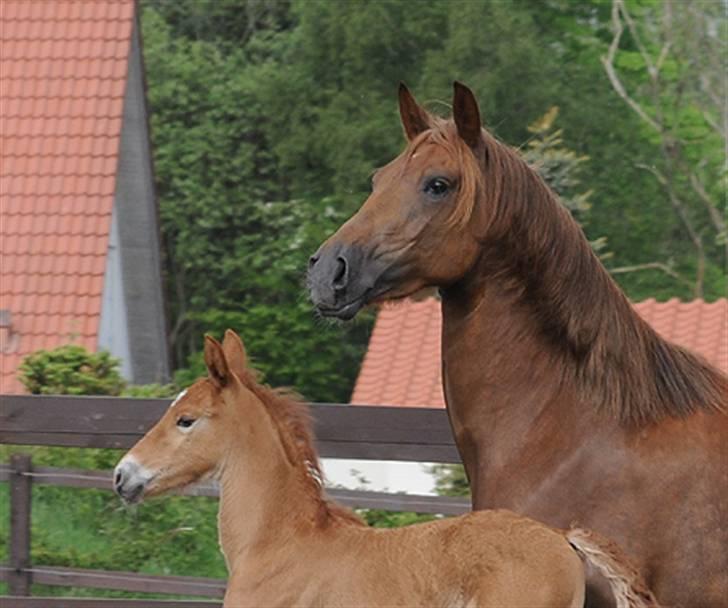 Anden særlig race MJ Mille SOLGT! - Fotograf : Starfoto.dk taget den 17 Maj 2008 billede 15