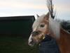 Haflinger Gulla (solgt)