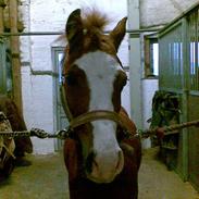 Anden særlig race Beuaty