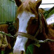 Anden særlig race Beuaty