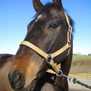 Tysk Oldenburger Luigi