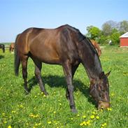 Tysk Oldenburger Luigi