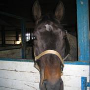 Tysk Oldenburger Luigi