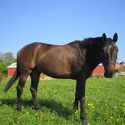 Tysk Oldenburger Luigi