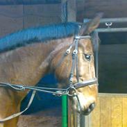 Dansk Varmblod Oliver Twist.