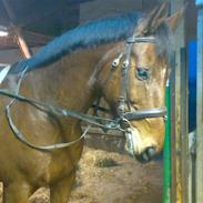 Dansk Varmblod Oliver Twist.