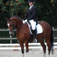 Anden særlig race Sartos  Robbin