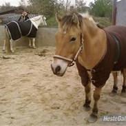 Anden særlig race tyson