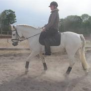 Connemara Nørlunds Costa