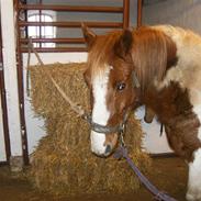 Pinto Acondo Højgård