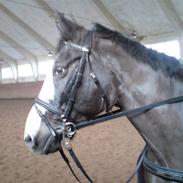 Anden særlig race Humle