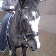 Anden særlig race Humle