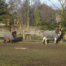 Shetlænder Nullermand<3 Mit Savn )':