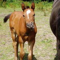 Oldenborg Bosgaards Picaso