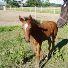Oldenborg Bosgaards Picaso