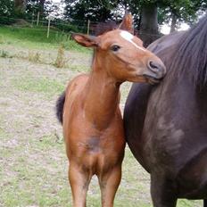 Oldenborg Bosgaards Picaso