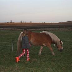 Haflinger Flotti (solgt)