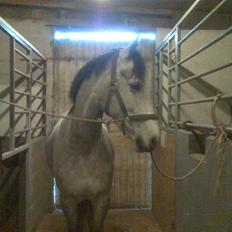 Anden særlig race El Casso