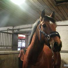 Connemara Felix R.I.P