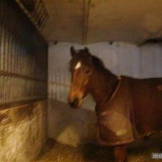 Connemara Felix R.I.P