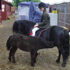 Shetlænder Morillo af Nørvang