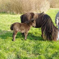Shetlænder Morillo af Nørvang