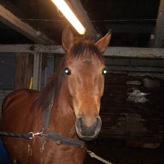 Anden særlig race Miamaj<3 