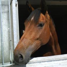 Dansk Varmblod Aurora -min prinsesse- tidligere hest