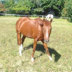 Tysk Sportspony Gipsy 