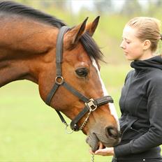 Fransk Halvblod Edimbourg D'aillon