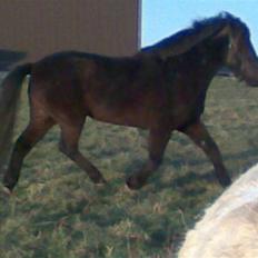 Islænder Hördur Fra Guldbæk