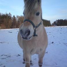 Fjordhest Ellegaards Tyra 