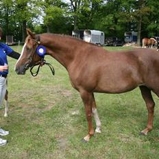 Arabisk fuldblod (OX) A/g's jet'aime ox