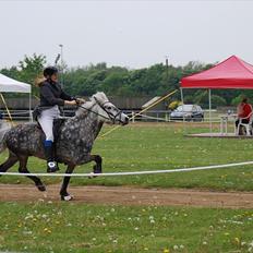 Islænder Dofri Oddsstöðum I