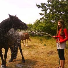 Merens de Cheval Nomeo Degamas